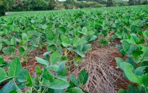 Read more about the article Avanço nas pesquisas do microbioma da soja mostra a importância de técnicas moleculares