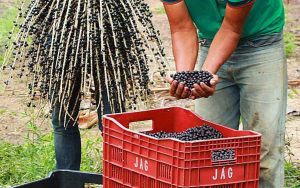 Read more about the article Agricultores do nordeste do PA buscam aumentar a produção de açaí