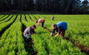 Read more about the article Foram  apresentadas novas orientações sobre o Cadastro Nacional da Agricultura Familiar