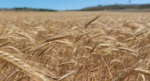 Read more about the article Itália adverte que ‘a guerra mundial do pão já começou’ por conta do conflito na Ucrânia