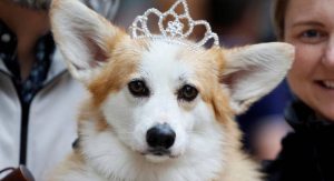 Read more about the article Cachorro favorito da rainha Elizabeth 2ª, corgi faz sucesso nas comemorações do jubileu