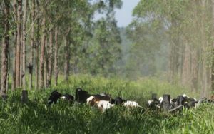 Read more about the article Programa para diminuir emissão de carbono nas cadeias agropecuárias foi divulgado