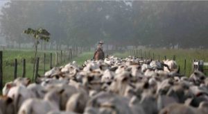 Read more about the article Após dois anos de queda, abate de bovinos cresce no 1º trimestre