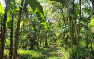 Read more about the article Foi publicado o edital de concessão da Floresta Nacional de Humaitá