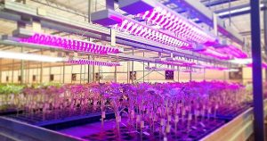 Read more about the article Pesquisa aponta que buscas por LED para plantas crescem 73% no 1º trimestre de 2022