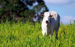 Read more about the article Programa Mais Pecuária Brasil terá sua abertura realizada pela Prefeitura de Patos