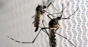 Read more about the article Brasil ultrapassa o número de 500 mortes por dengue em 2022