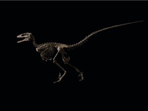 Read more about the article Jurassic Park: esqueleto que inspirou Velociraptor do filme é leiloado