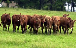 Read more about the article Carne do Pampa ganha selo de identificação de origem