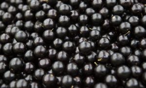 Read more about the article Descubra como plantar jabuticaba e desfrute dos benefícios dessa espécie