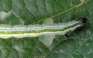 Read more about the article Lagarta falsa medideira adquiri resistência à soja transgênica