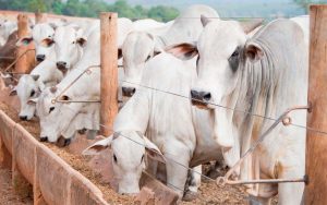 Read more about the article Tomada pública de subsídios para controle de dioxinas em produtos utilizados na ração animal foi iniciada