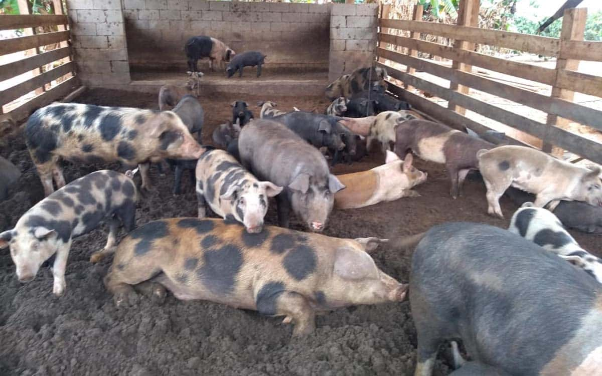 You are currently viewing Suínos criados em cama sobreposta reduz custos e traz benefícios para o meio ambiente e agricultura familiar