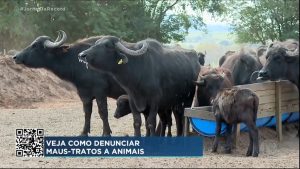 Read more about the article Fazendeiro que abandonou rebanho de búfalos no interior de São Paulo é solto