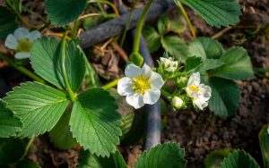 Read more about the article Portaria que estabelece a adoção das boas práticas agrícolas passa a valer em julho