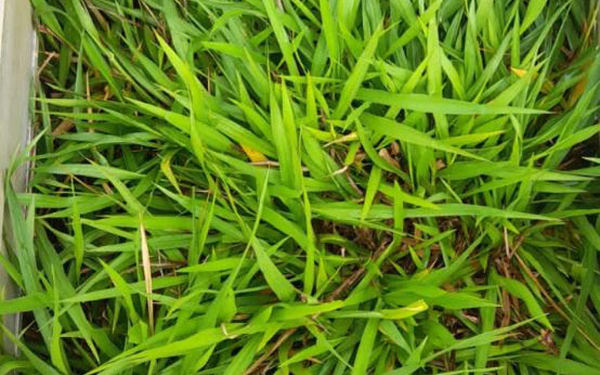 You are currently viewing Fluxos de óxido nitroso são estudados em pastagem de Brachiaria no Sudeste do páis