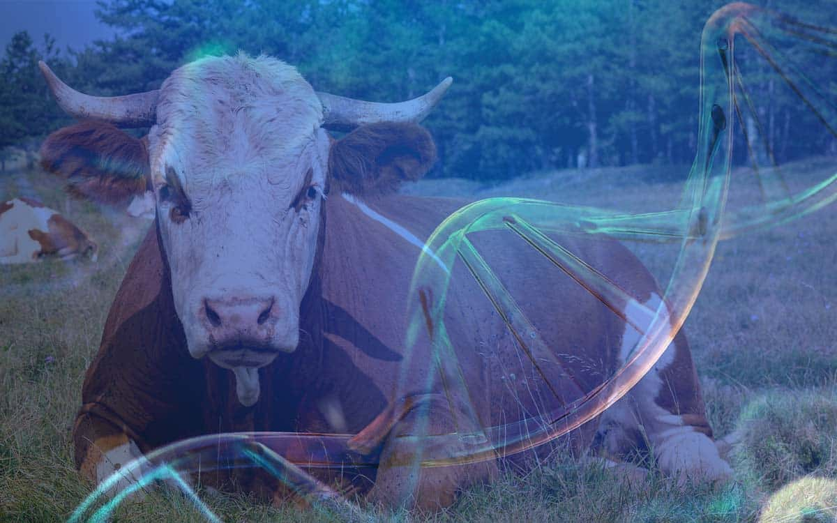 You are currently viewing Sumário de melhoramento genético de Touros Girolando tem 15 novas características adicionadas