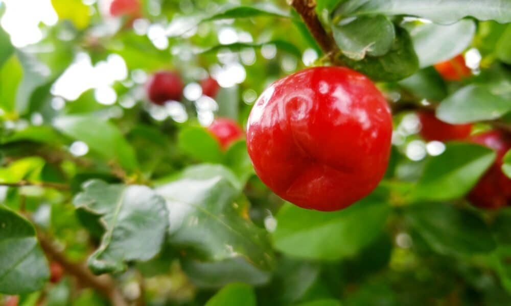 You are currently viewing Plante acerola em casa e tenha uma fonte de vitamina à disposição