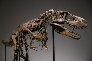 Read more about the article Esqueleto de Gorgosaurus pode ser leiloado com preço inicial de até R$ 43 milhões