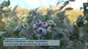 Read more about the article Fazenda em Planaltina de Goiás cultiva mirtilo