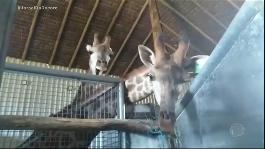 You are currently viewing Entidades pedem anulação da importação de girafas pelo BioParque do Rio após suspeita de maus-tratos