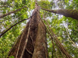 Read more about the article Desmatamento faz Amazônia perder espécies de animais e plantas, diz estudo