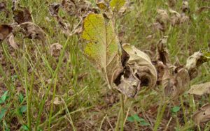 Read more about the article Genoma da ferrugem asiática indica novo caminho de manejo