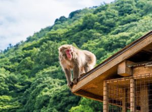 Read more about the article Alerta: autoridades caçam macaco selvagem que já atacou 10 pessoas em 11 dias