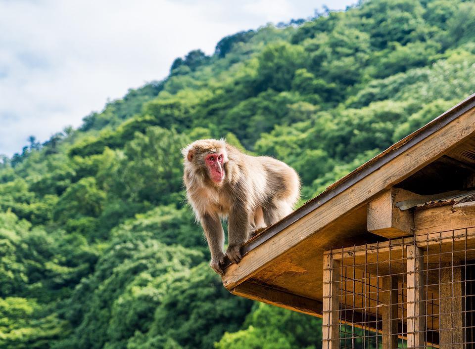 You are currently viewing Alerta: autoridades caçam macaco selvagem que já atacou 10 pessoas em 11 dias