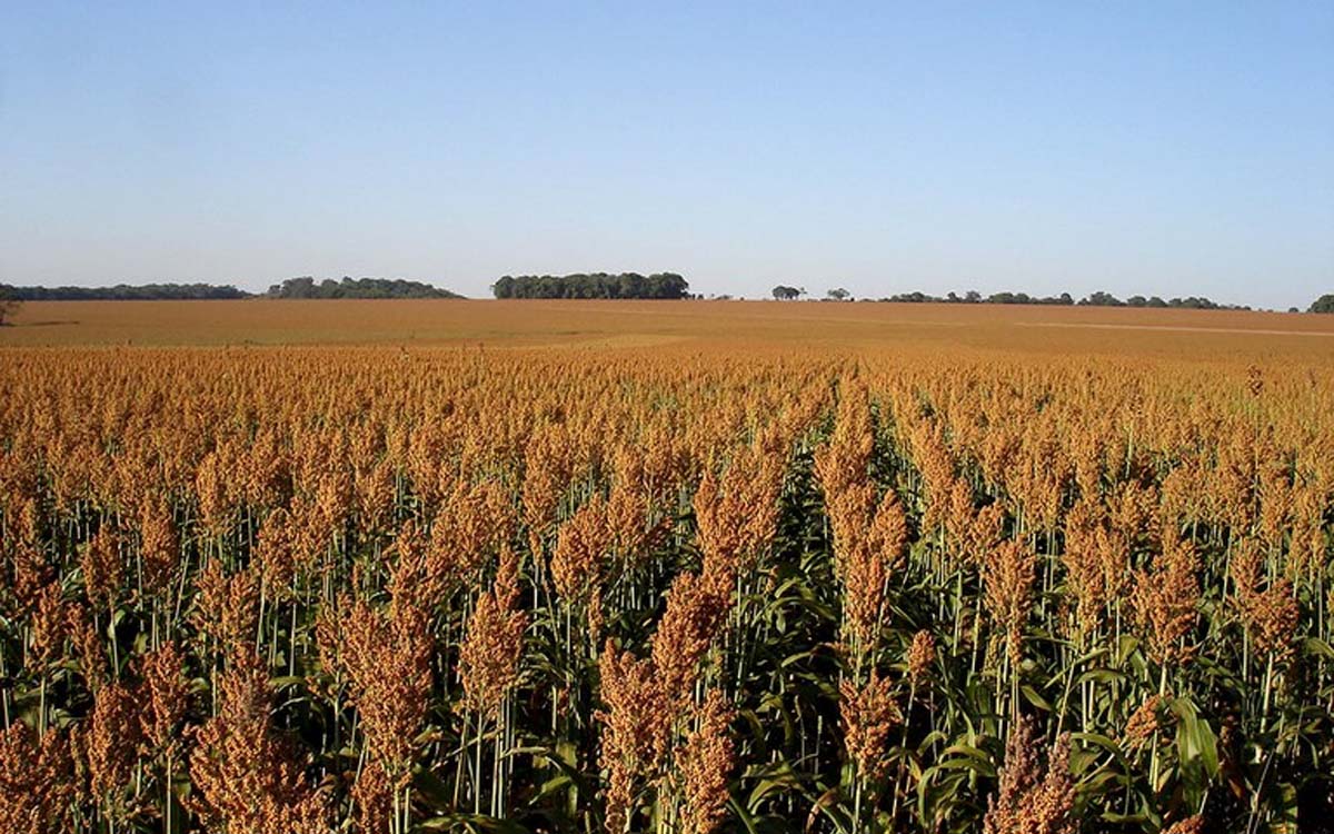 You are currently viewing Farinha de sorgo diminui gordura no fígado em ratos