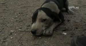 Read more about the article Filhote de cachorro é resgatado de ruínas de casa após incêndio nos EUA; assista ao vídeo