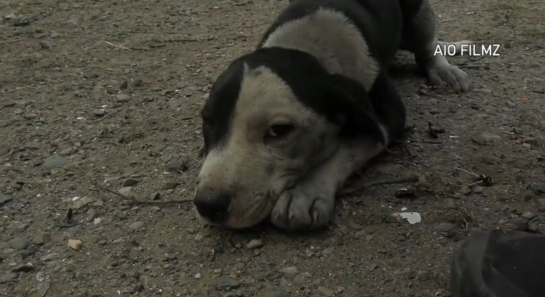 You are currently viewing Filhote de cachorro é resgatado de ruínas de casa após incêndio nos EUA; assista ao vídeo