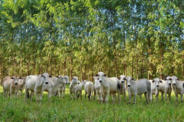 You are currently viewing Produção do agronegócio brasileiro pode dobrar usando a mesma área