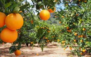 Read more about the article Citros: Preços da laranja e tahiti aumentam com pouca oferta