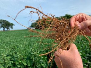 Read more about the article Estudos inéditos confirmam a eficiência das descargas elétricas no controle de nematoide