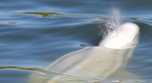 Read more about the article Acabam as esperanças de salvar baleia beluga perdida no rio Sena