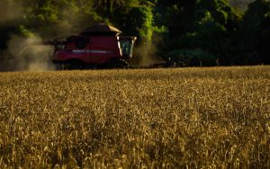 Read more about the article Custos de produção de grãos, café, bovinocultura e avicultura de corte foram levantados pelo Campo Futuro