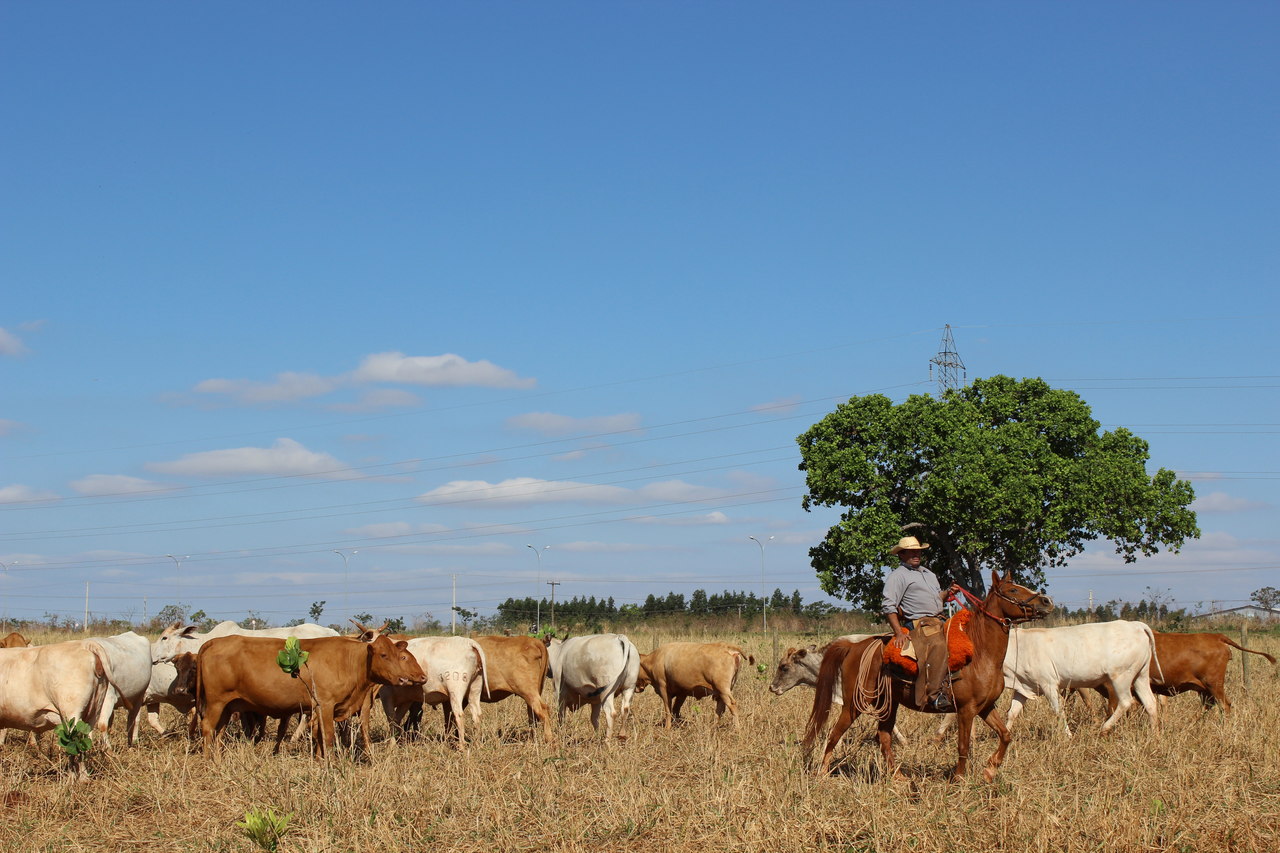 You are currently viewing Rebanhos tem menos perdas na seca com manejo nutricional estratégico