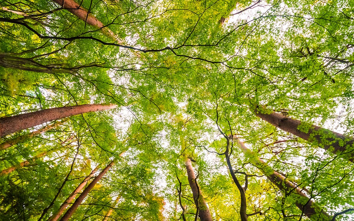 You are currently viewing Projeto para estimular mercado brasileiro de remoções de carbono na COP 27 foi feito pelo setor de florestas