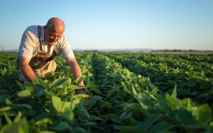 Read more about the article Áreas favorecidas pelo Proagro serão inspecionadas pela Conab