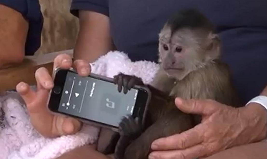 You are currently viewing Macaco é suspeito de ‘passar trote’ para a polícia da Califórnia