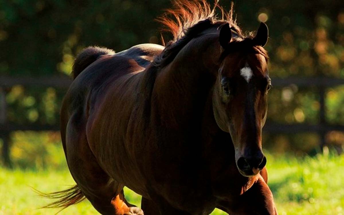 You are currently viewing Donos de cavalos soltos em via pública serão multados pela prefeitura de Castro