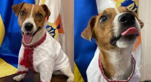 Read more about the article Cão farejador de minas posa em traje ucraniano para marcar Dia da Independência