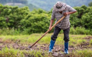 Read more about the article Mercado de trabalho tem a maior população ocupada no agro no 2º tri para o período desde 2015