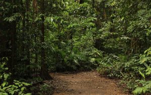 Read more about the article Concessão da floresta Balata-Tufari terá consulta pública aberta até o dia 30/09