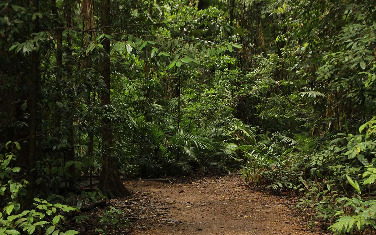 You are currently viewing Concessão da floresta Balata-Tufari terá consulta pública aberta até o dia 30/09