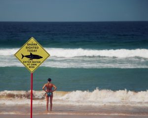 Read more about the article Tubarões habitam praias lotadas nos Estados Unidos