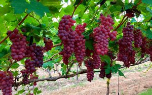 Read more about the article Produção de uvas da Serra Gaúcha continua sendo influenciada pela La Niña