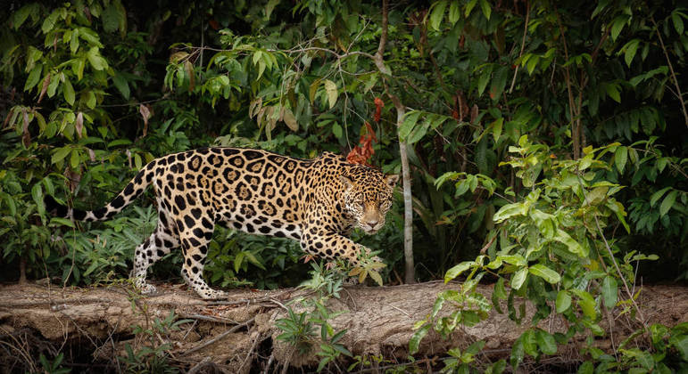 You are currently viewing Dia Mundial da Amazônia: entenda a importância da floresta e como tema pode ser cobrado no Enem