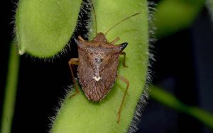 Read more about the article Congresso de Milho e Sorgo terá curso sobre manejo de percevejos no sistema produtivo soja-milho